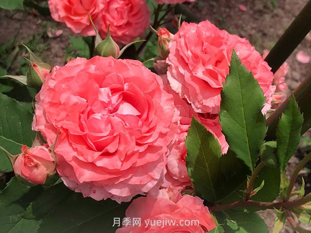 耐热花期长浓香的珊瑚果冻月季的养护管理(图1)