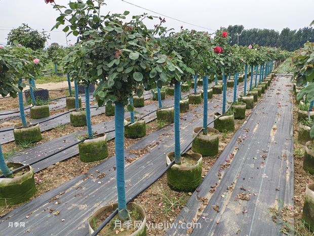 绿篱和苗圃除草那么难，怎么做才能事半功半？(图1)