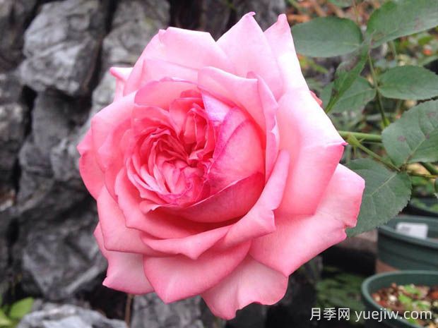 伊芙新娘月季花的优缺点是什么？(图1)