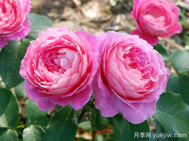 月季花：花中皇后的奥秘(图1)