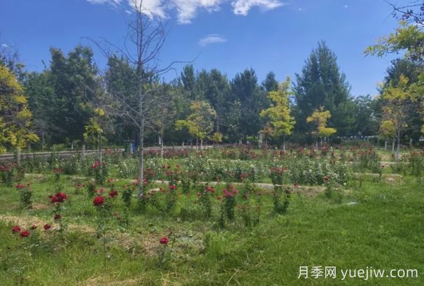 石河子市植物园月季园花开盛景，诚邀市民共赏(图2)