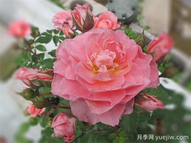 芳香王阳台月季/香香公主/蜜桃果汁(图3)