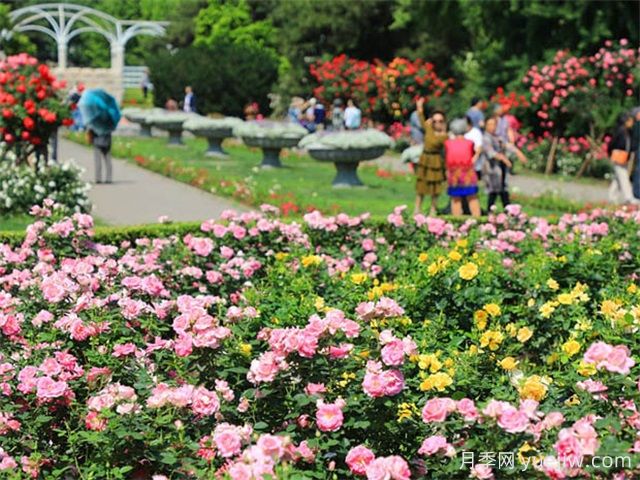 北京月季市花文化和景观图集(图2)