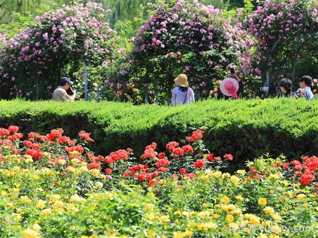 北京月季市花文化和景观图集(图3)