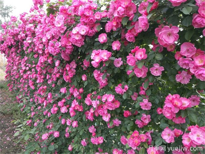 八种可用作围墙的庭院花园植物(图1)