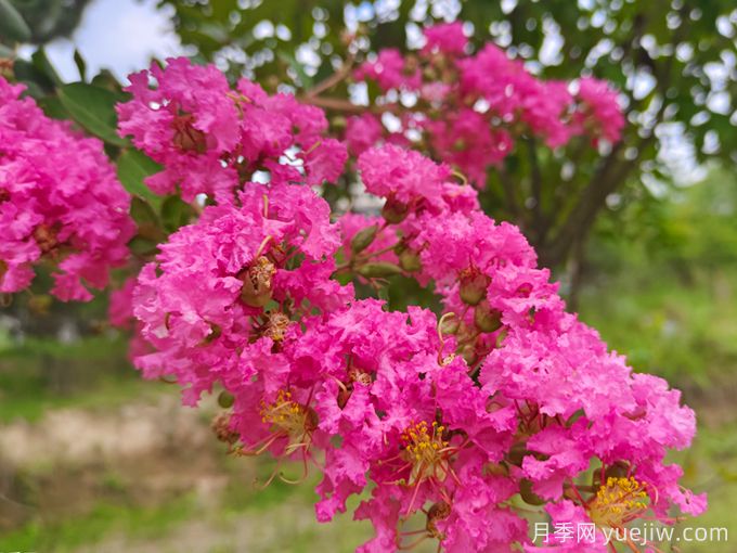 15种晒不死的花，适合夏天种在院子里(图1)