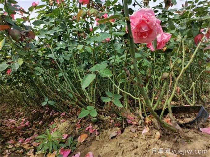 地被植物全年养护管理方案(图2)