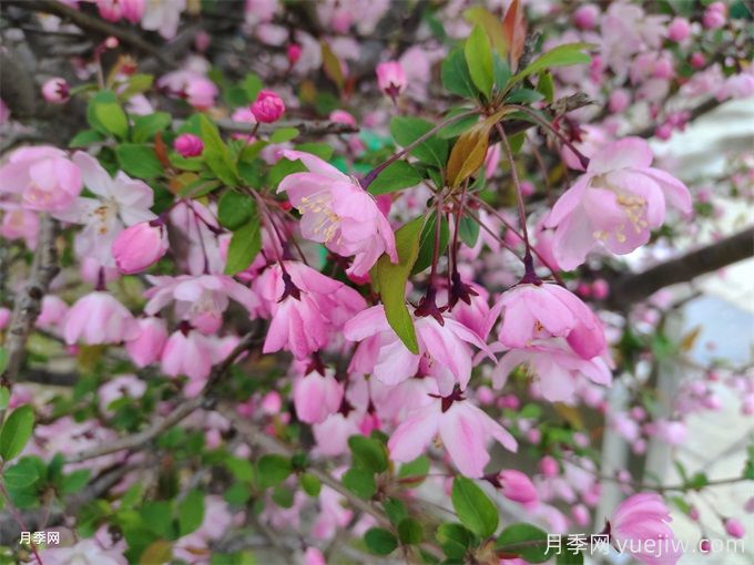 海棠花上有很多绿色的虫子怎么办？(图1)