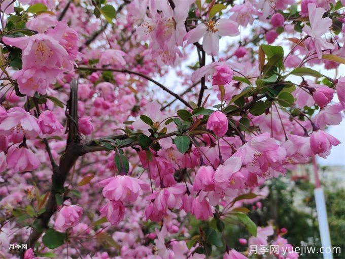 海棠花的花语和寓意(图1)