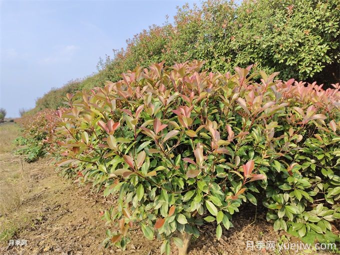 红叶石楠繁殖方法和植后管理(图1)