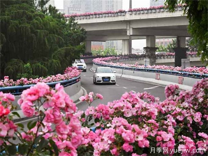 上海月季应用和景观图集(图2)