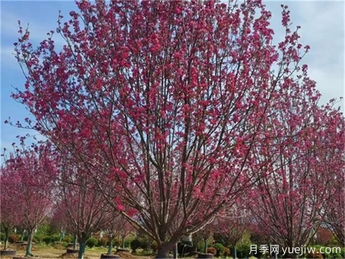 绚丽海棠和红宝海棠的区别(图1)