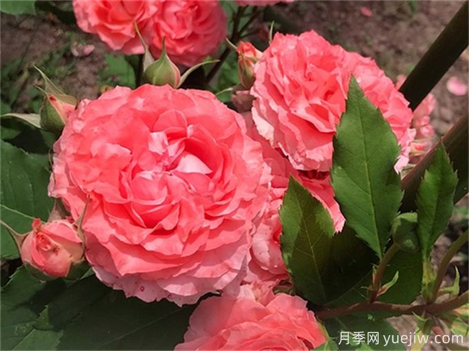 珊瑚果冻月季，花量大花期长，抗性强耐修剪(图1)