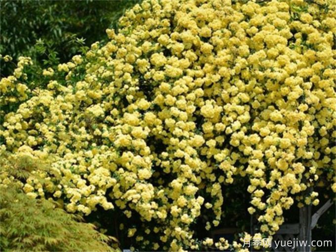 黄蔷薇夏日养护指南，黄蔷薇夏季也能爆花(图1)