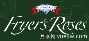 月季育种家：英国弗莱尔花园中心(Fryers Roses)(图1)