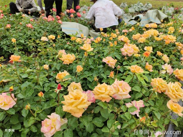 如何搭配花卉和地被植物来营造丰富的景观效果？(图1)