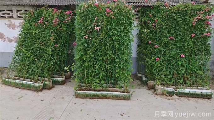 15组安吉拉上海龙凤419片美化陕西花墙(图1)