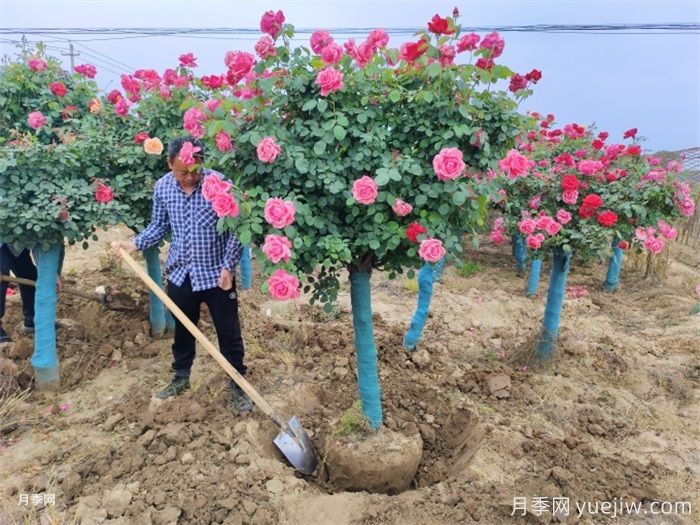 我国极品花树，一年花开300天，南阳月季树种植正当时(图1)