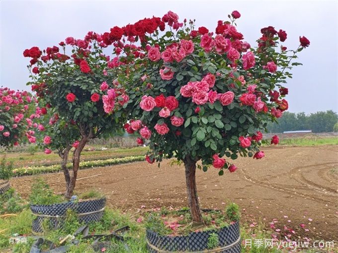 我国极品花树，一年花开300天，南阳月季树种植正当时(图2)