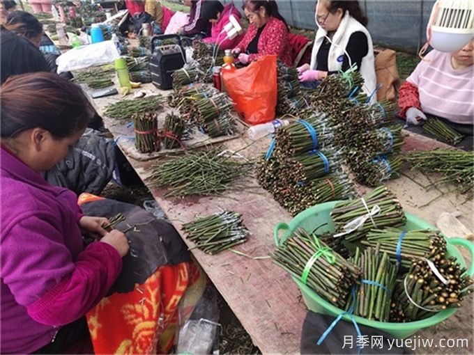 月季嫁接是繁殖月季广泛采用的方法(图2)