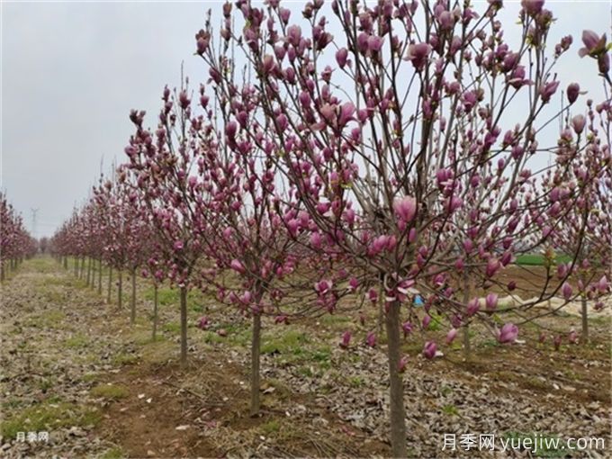 玉兰花夏季管理技术(图1)