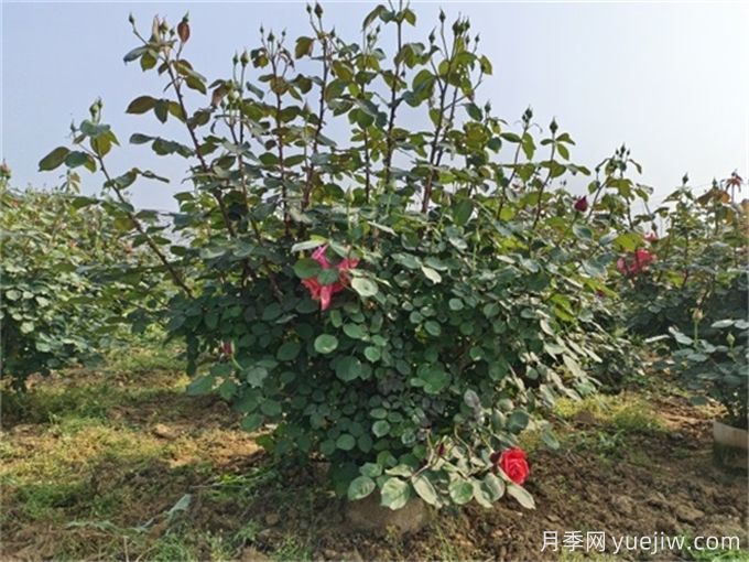 夏季全冠移植树木成败主要因素(图2)