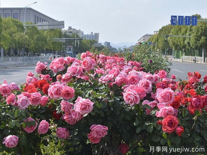 昆明月季应用和景观图集(图2)