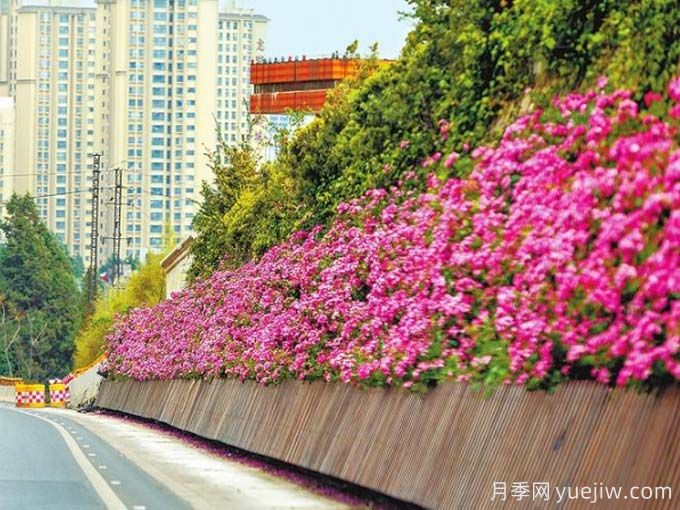 昆明月季应用和景观图集(图5)