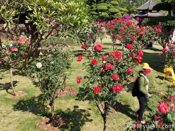 南宁月季应用和景观图集(图3)