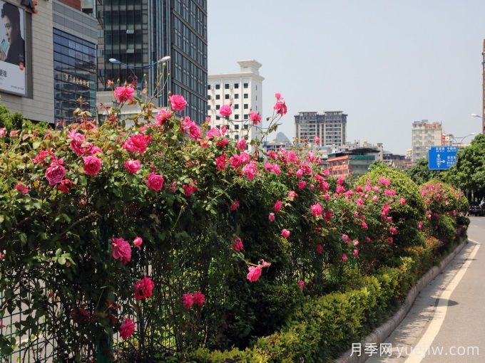 桂林月季应用和景观图集(图3)