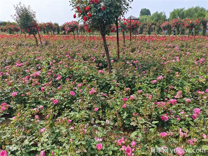 花境中不同花卉品种的搭配原则和种植要求(图2)