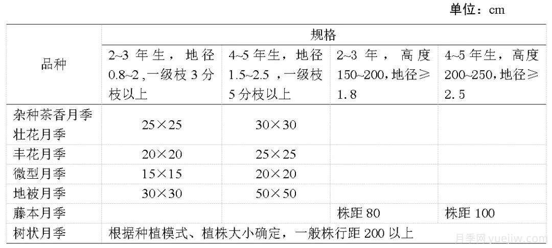 石家庄月季栽培养护技术规程(图3)