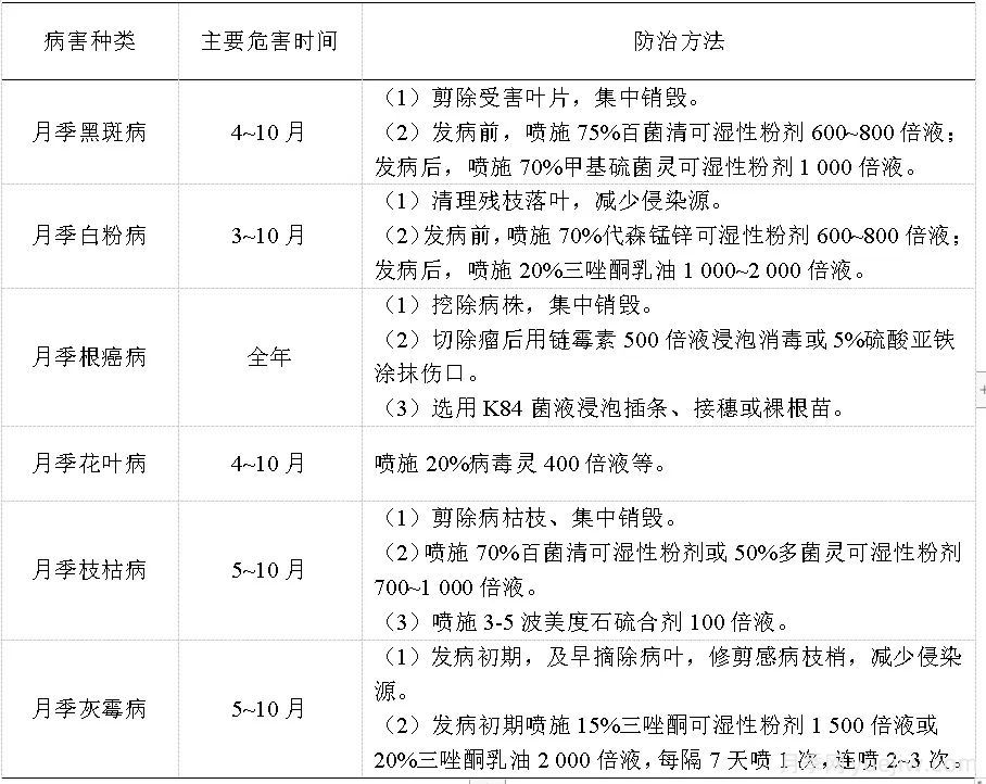 石家庄月季栽培养护技术规程(图5)