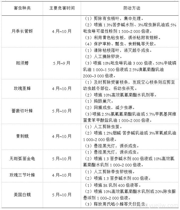 石家庄月季栽培养护技术规程(图6)