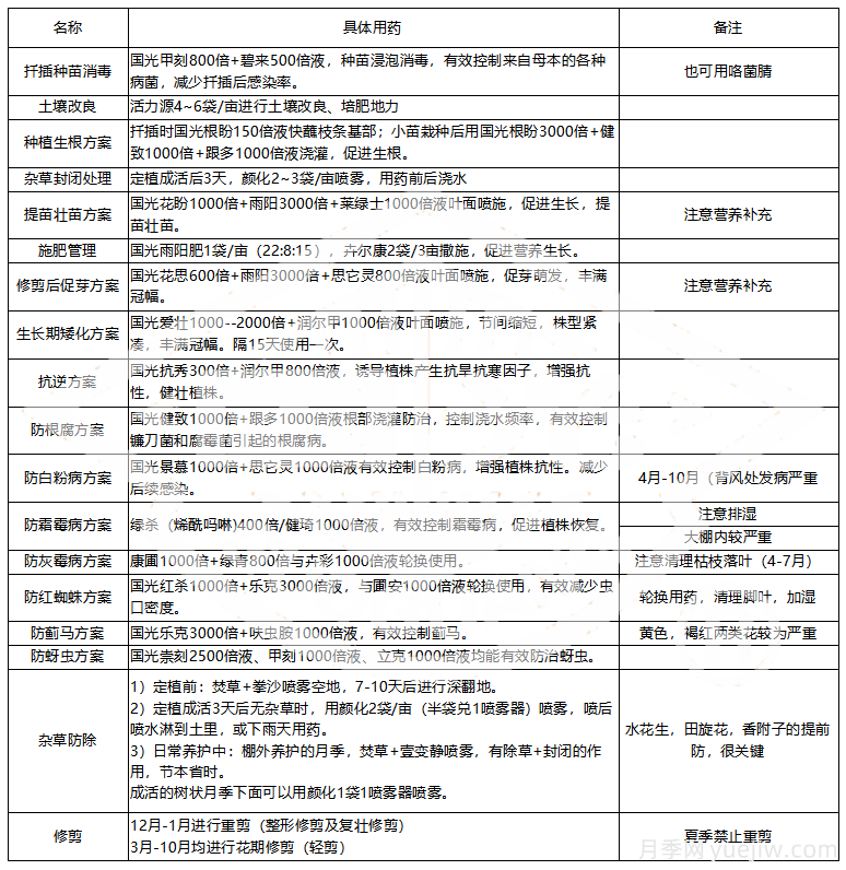 常见月季虫害防治技术大全，赶快收藏(图5)