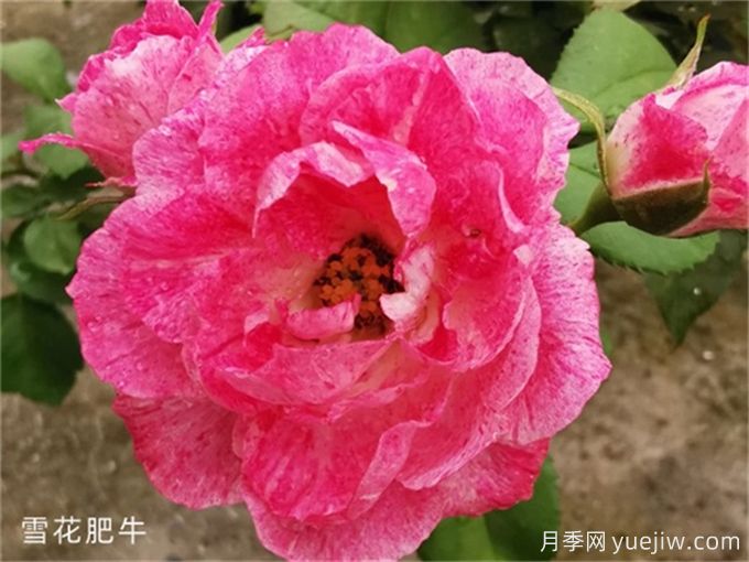 分享6种以美食来命名的月季花品种(图1)