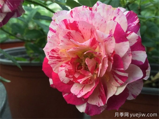 分享6种以美食来命名的月季花品种(图4)