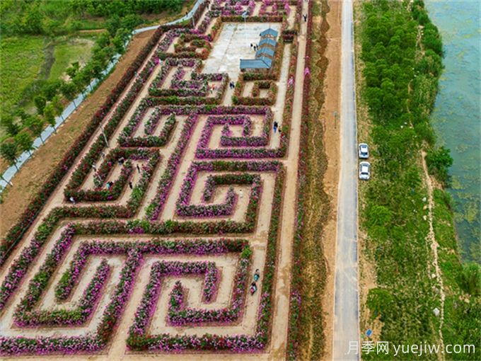 阜阳城北月季迷宫，7447平方米花墙等你赏(图1)