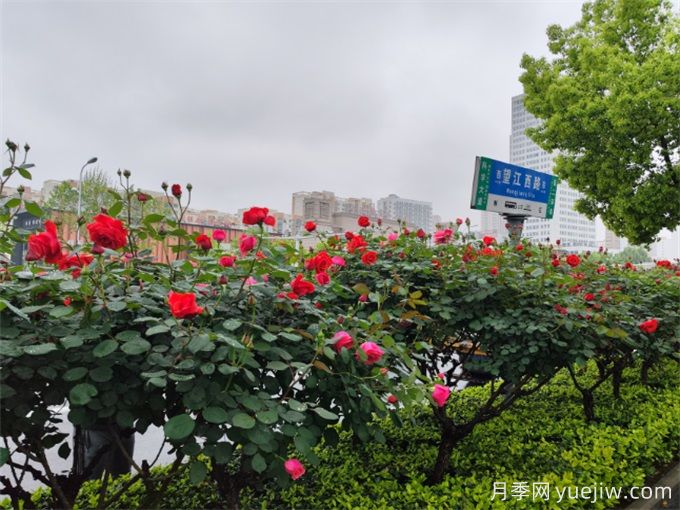 合肥树状月季大道，大朵月季扮靓城市风景(图3)