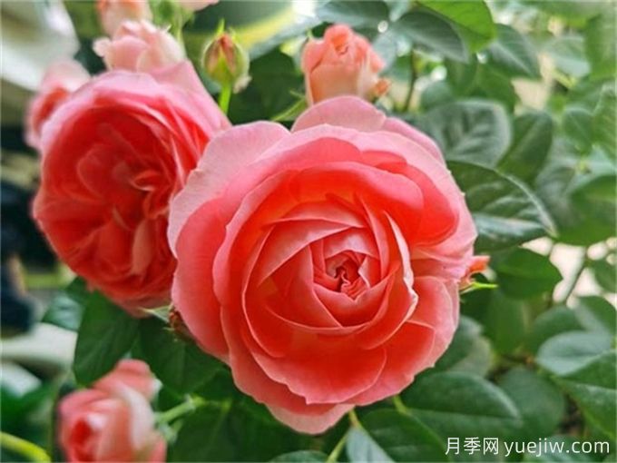 没院子不能养月季花？小型月季照样美爆阳台！(图2)