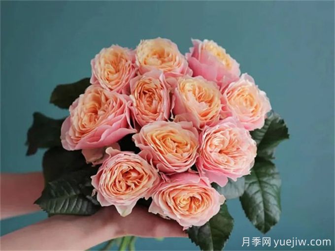 温柔珊瑚心月季，花色独特且勤花(图1)