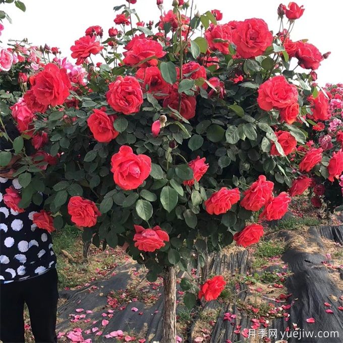 乔灌木和宿根花卉搭配应用与种植养护(图1)