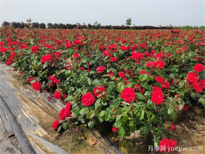 月季花快速绽放的秘诀(图2)