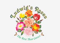 月季育种家：南非Ludwigs Roses(路德维希)(图1)