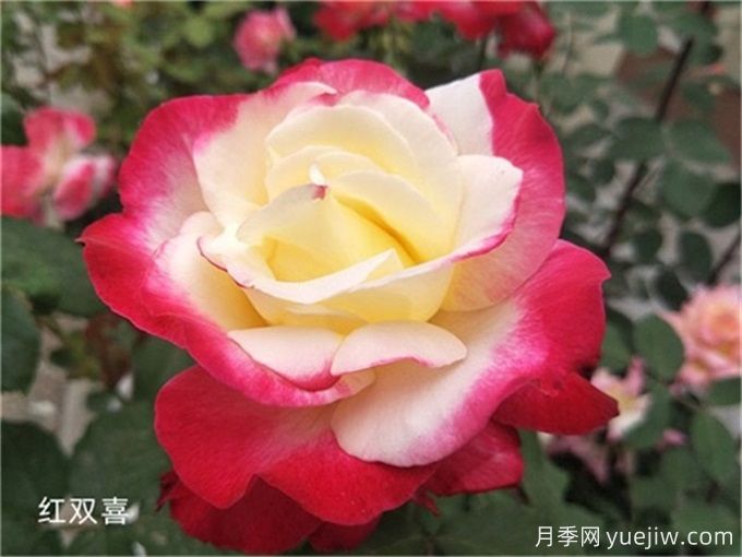 盘点10个***香的月季花品种(图1)