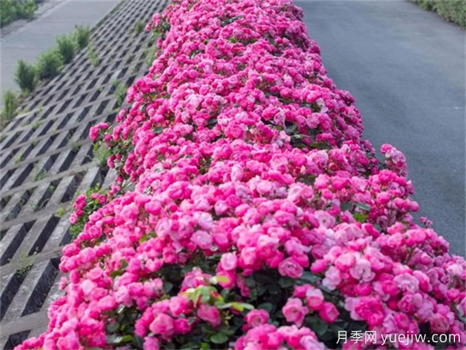 月季：花中皇后，月月花开月月红(图3)