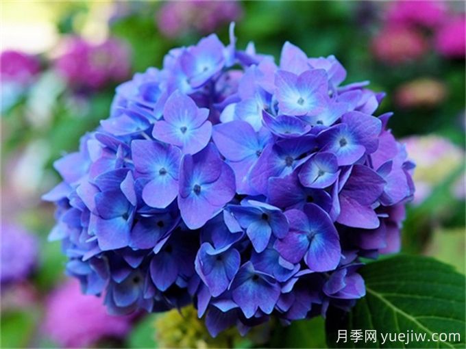 绣球花花色调整方法(图1)