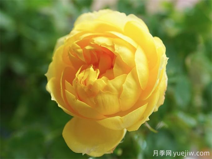 花期超长的3个月季花，你一定会爱上它们(图2)