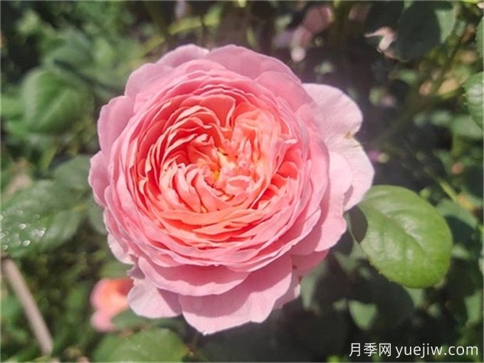 花期超长的3个月季花，你一定会爱上它们(图1)