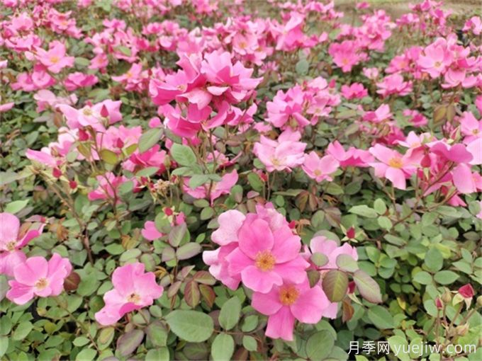 广东花园多年生花境植物搭配低维护(图1)